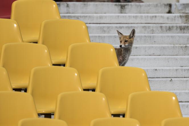 Lisy na Stadionie Olimpijskim we Wrocławiu. Podziwiały żużlowców! [ZDJĘCIA]