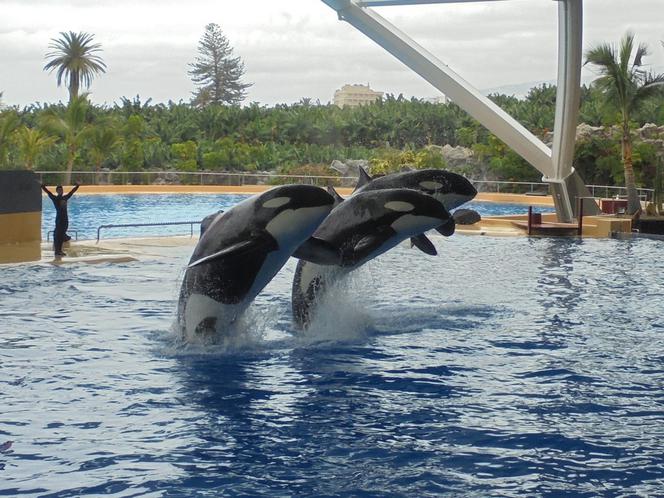 Orki w Loro Parque