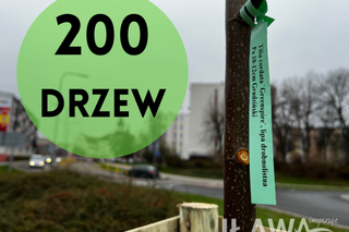 200 nowych i młodych drzew w Iławie. Władza stawia na zieleń