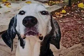 Pies Czarek przez 12 lat mieszkał w przedszkolu. Jego przyszłość była niepewna