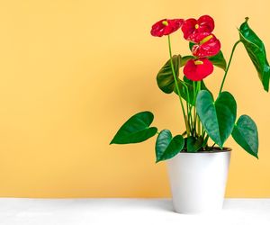 Kwiaty doniczkowe na prezent. Te rośliny przynoszą szczęście