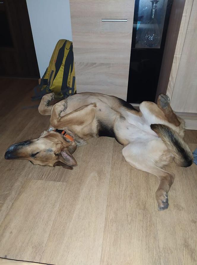 Psy na kwarantannie. Część 1 