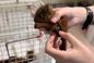 Pies bohater uratował malutkie wiewiórki!  Niesamowita historia z Tarnobrzega [WIDEO, GALERIA]