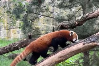 Samiec pandy rudej zamieszkał we wrocławskim zoo. Od razu wyskoczył na swój nowy wybieg [WIDEO]