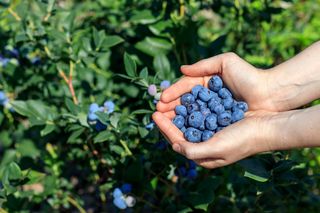 Organiczny nawóz do borówki amerykańskiej. Za 4 zł mam lepszy nawóz niż ten ze sklepów. Borówka obsypie soczystymi owocami