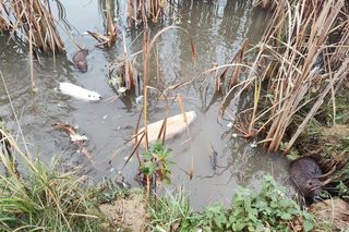 Inwazja szkodliwych gryzoni w Krakowie będzie zatrzymana. Koszt to 2,5 tys. zł od sztuki