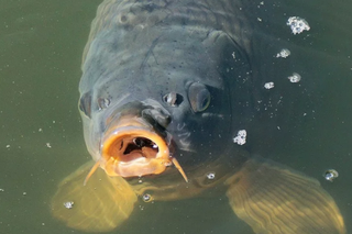 Ile kosztuje karp z Wierzchosławic? Sprzedaż tylko przez 3 dni