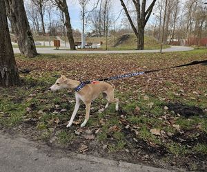 Chartoterapia dla WOŚP. Spacer charytatywny z pieskami po Parku Ludowym w Lublinie