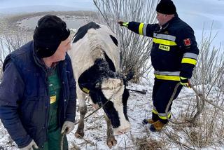 Filipów Trzeci. Strażacy uratowali krowę z przerębli