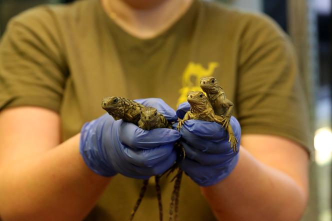 Kolejny cud narodzin w Śląskim Ogrodzie Zoologicznym. To prawdziwy baby boom!