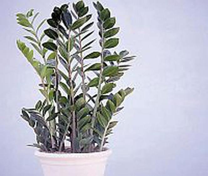 Zamiokulkas (Zamioculcas zamiifolia)
