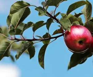 Tu produkuje się najwięcej jabłek. Na którym miejscu w rankingu jest Polska?