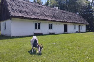 Rezerwat Zawodzie-Kalisz