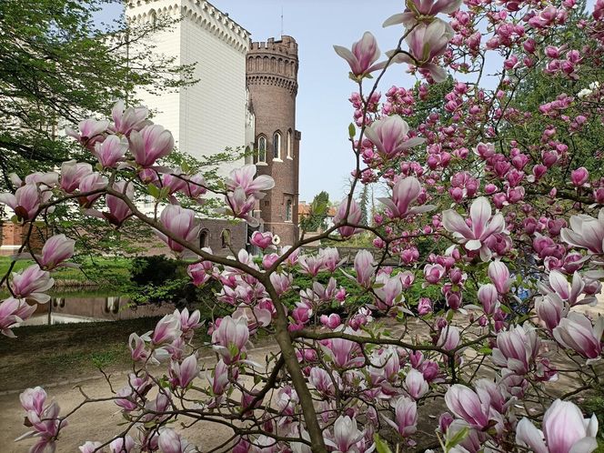 Arboretum Kórnickie - raj dla miłośników pięknych roślin