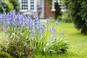 Niebieskie kwiaty w ogrodzie - najpopularniejsze rośliny ogrodowe kwitnące na niebiesko
