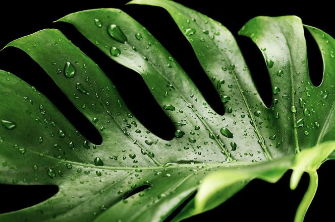 Monstera wytwarza jadalne owoce!