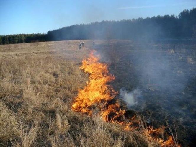 Wypalanie traw jest niebezpieczne, szkodliwe i karalne! Sprawdź jakie grożą konsekwencje
