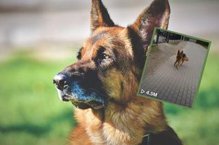 To najmądrzejszy pies na TikToku. Ares potrafi przynieść nawet papier toaletowy!