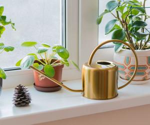 Jak często podlewać kwiaty doniczkowe zimą? Czy naprawdę konieczne jest ograniczanie podlewania?