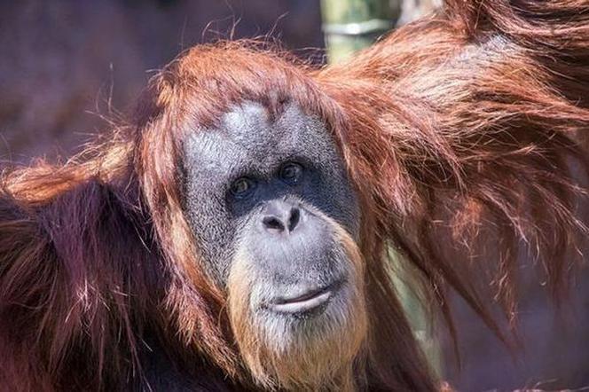 Najstarsza małpa świata nie żyje! miała 61 lat