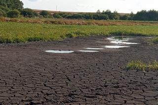 Wyschnięte jezioro w Skrzatuszu pod Piłą po miesiącu