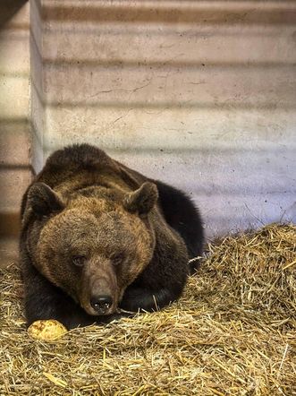 Niedźwiedzica Poca zamieszkała w poznańskim ZOO