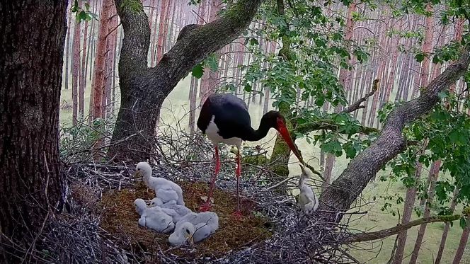 Bocian czarny wyrzucił z gniazda dwa pisklaki