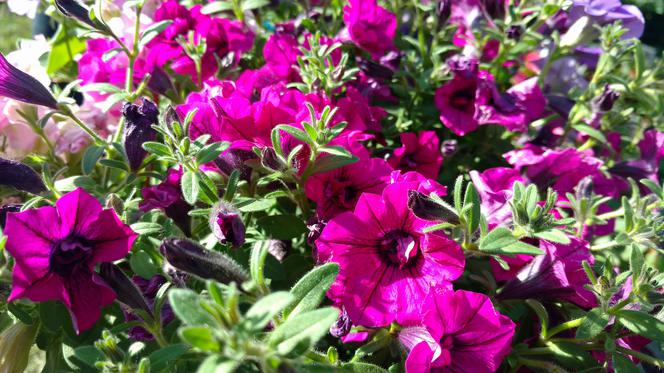 Chorzów: Kwiaty, zioła i dodatki do ogrodu. W Parku Śląskim trwa Święto Kwiatów [ZDJĘCIA]