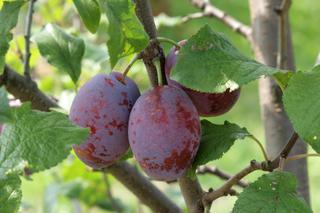 Śliwa ‘Cacanska Rana’ - Prunus domestica ‘Cacanska Rana’