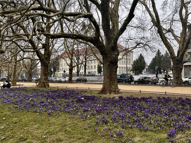 Krokusy Szczecin 2025 