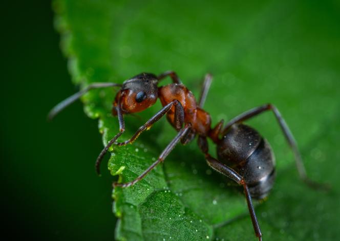 Niektóre gatunki mrówek