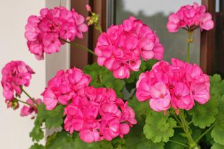 Pelargonie