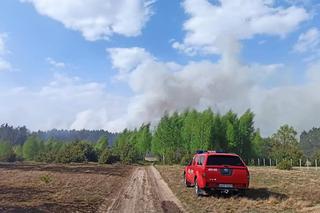 Ogromny pożar pod Grójcem! Spłonęło 80 hektarów lasu