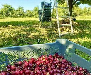 Czereśnie na farmie Jabusko w Świętokrzyskiem