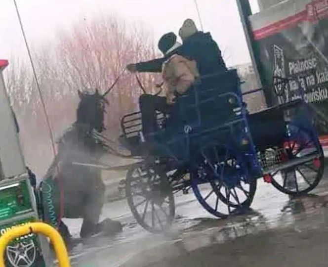 Szok w Makowie Mazowieckim! Umyli konia myjką ciśnieniową