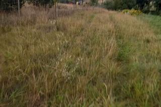 Tragedia na autostradzie A1! 20-latek w bmw wypadł z drogi i zginął