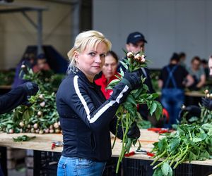 Królewskie kwiaty z Brzozia podbijają świat 