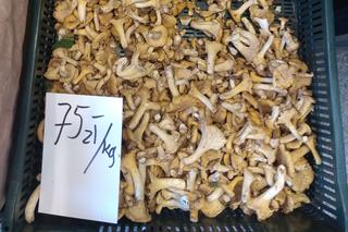 Ile kosztują grzyby? Gigantyczne ceny grzybów 2022: kurki prawie za 100 zł!