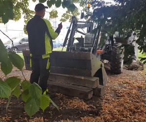 Bukszpany zrobiły miejsce na nowy pomnik w Lesznie. Poświęcony będzie żołnierzom generała Józefa Hallera