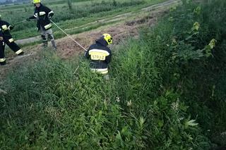 Strażacy wyciągnęli kota z rzeki