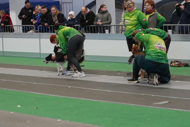 Międzynarodowa Wystawa Psów Rasowych w Poznaniu