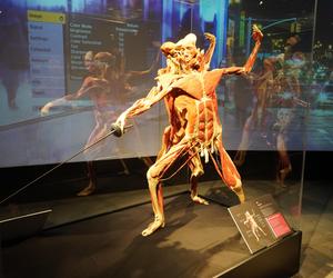 Wystawa z ludzkiego ciała. Body Worlds powróciła do Gdańska po 5 latach 