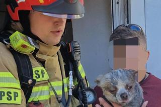  Heroiczna walka strażaków z ogniem. Uratowali psa z płonącego budynku