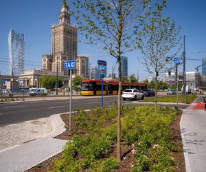 Zieleń na rondzie Dmowskiego w Warszawie