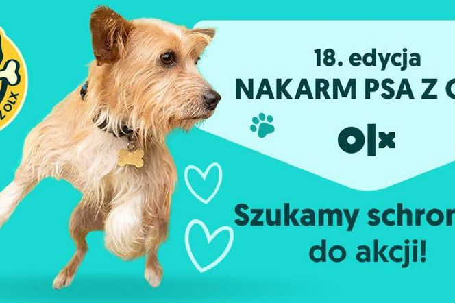 Już po raz 18. OLX zachęca do włączenia się w akcję Nakarm Psa