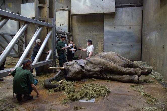 Walka o życie słonicy Lindy z poznańskiego ZOO