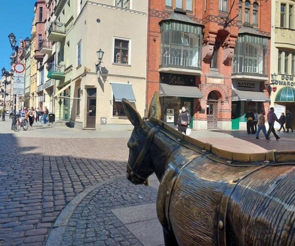 Dni Torunia 2025. Zobacz archeologię na żywo na miejscu wykopalisk przy Bramie Klasztornej