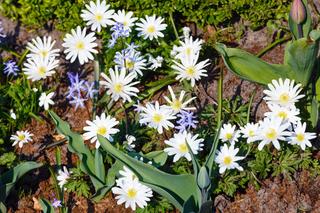 Zawilec grecki 'White Splendour' - Anemone blanda 'White Splendour'