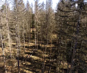 Unia Europejska ingeruje w polskie leśnictwo! Chce wprowadzić niewiarygodne zmiany!
