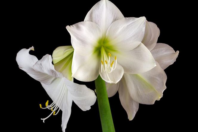 Hippeastrum